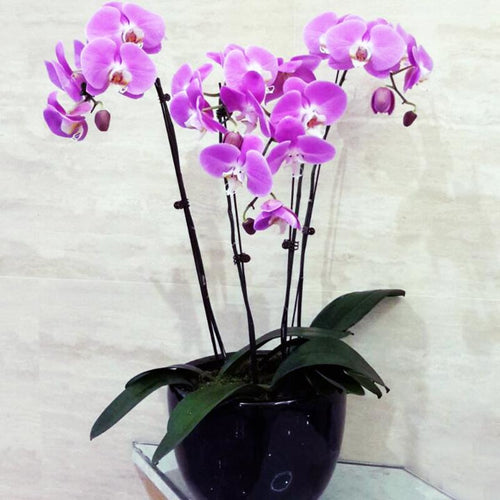 Medium Orchid Graceful Grandeur (seasonal~Do whatsapp to confirm availability before ordering)